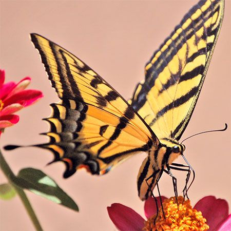 yellow and black butterfly feeding on mexican sunflower