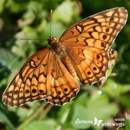 Variegated Fritillary