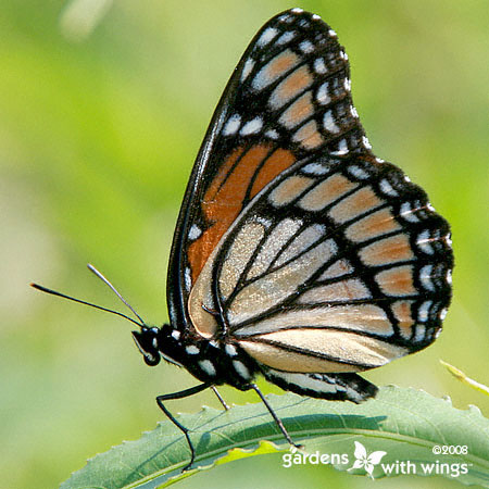 orange and black butterfly with white dots