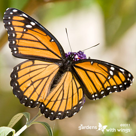 Viceroy Butterfly