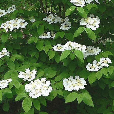 Arrowwood Viburnum