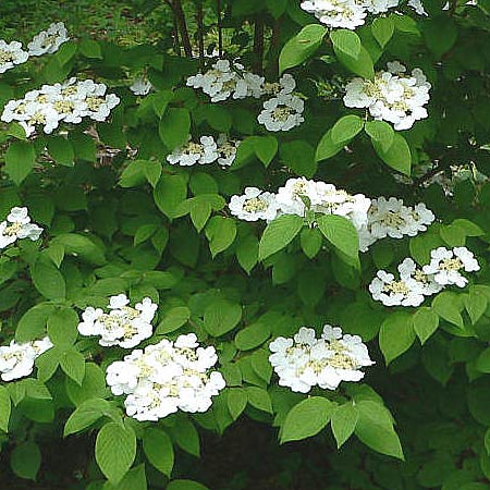 white flowers