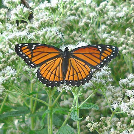 yellow and black butterf on white flowers