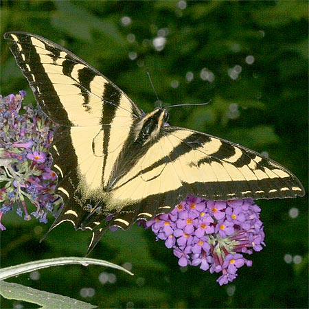 yellow and black stripe butterfly