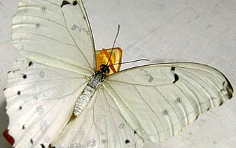white butterfly with black dots