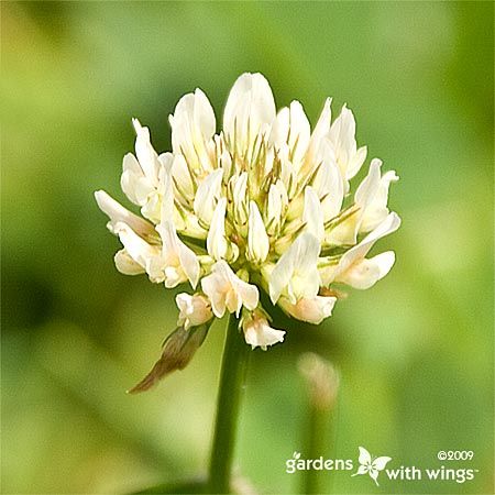 round white flower on green stem