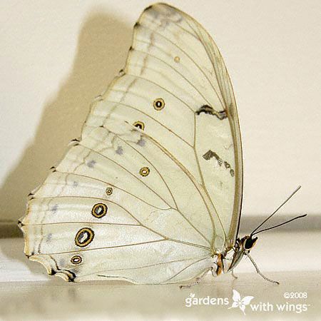huge white butterfly