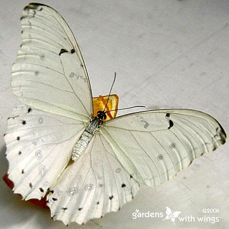 large white butterfly with black dots