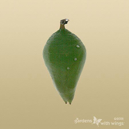 green pupa with 3 dots and 2 pointed ends