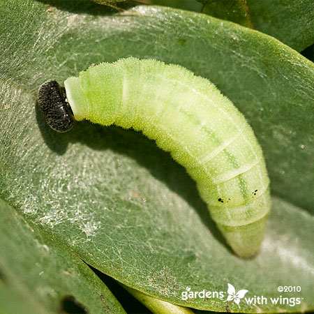 yellow-green caterpillar with black head