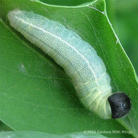 green larva with black head