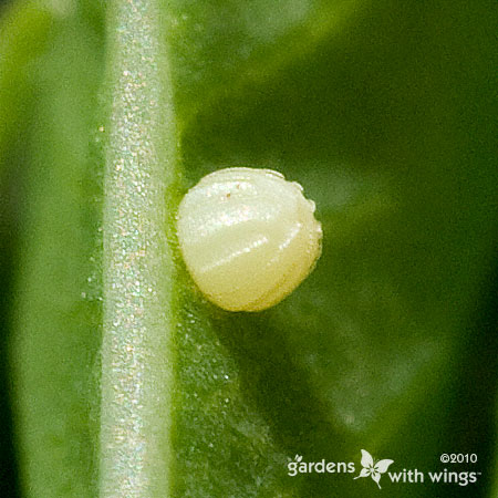 pale yellow egg