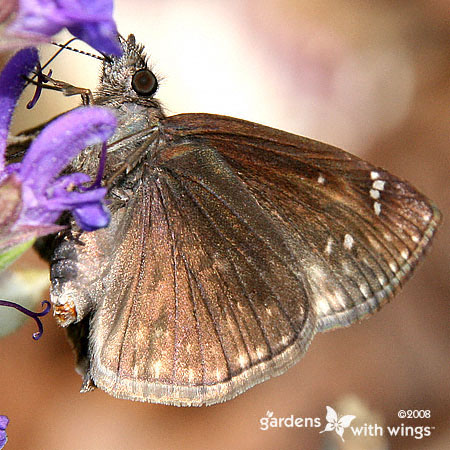 Wild Indigo Duskywing Closed Wings