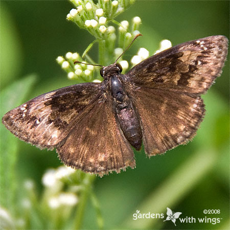 butterfly with brown and beige open wing colors