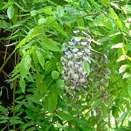 American Wisteria