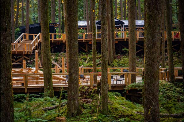wood deck | Gardens with Wings Wooden boardwalks and railings among tall trees in a forest, with a dark-lioned cabin-like building in the background.