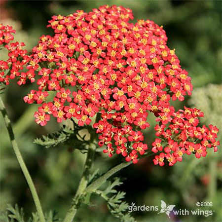 cluster of tiny orange flowers