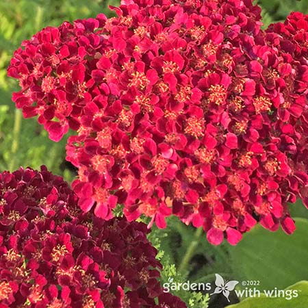 red nectar flower for butterflies
