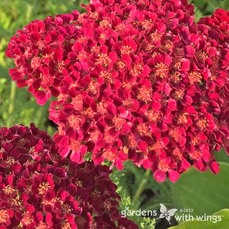 small cluster of red flowers