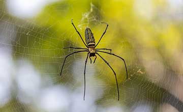 | Gardens with Wings banana spider