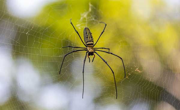 | Gardens with Wings yellow and black spider