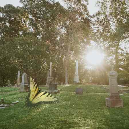 Sun shining through the woods at a grave site with yellow and black butterfly