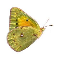 type of yellow butterflies