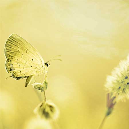 Dainty yellow butterfly on dainty yellow flower on pastel yellow background