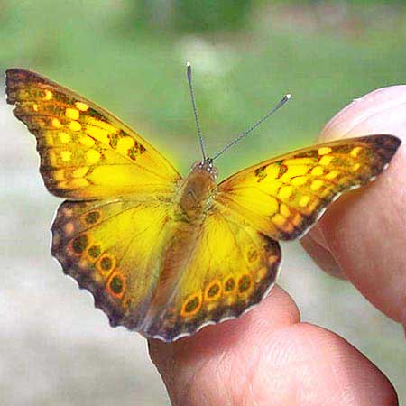 yellow butterfly resting on finger