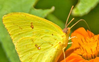 sideview of yellow butterfly