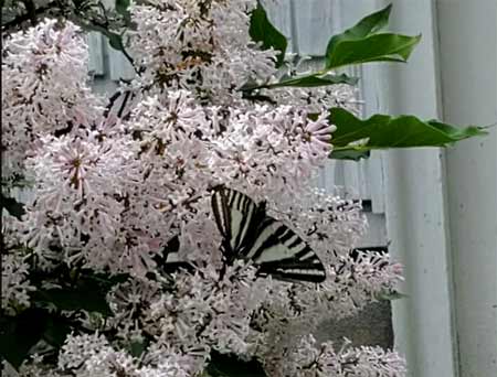 Pink butterfly bush with open wings of a black and white butterfly