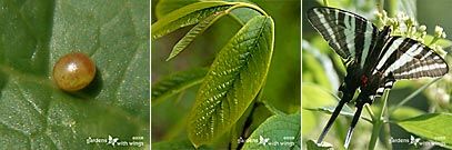 Red-orange Butterfly Egg on Pawpaw Leaf