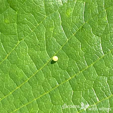 tiny green butterfly egg