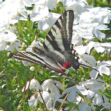 black and white butterfly feeding on white flowers
