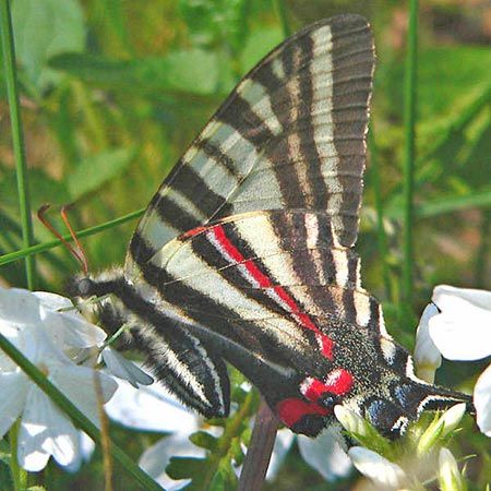 white and black stripe butterfly with red markings