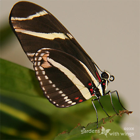 black bottom wing with yellow stripes and red spots
