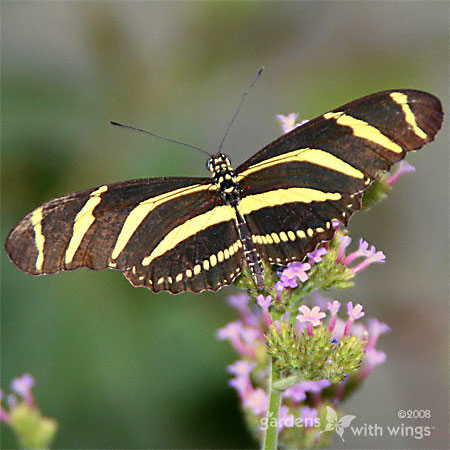 Zebra Longwing Wings Open