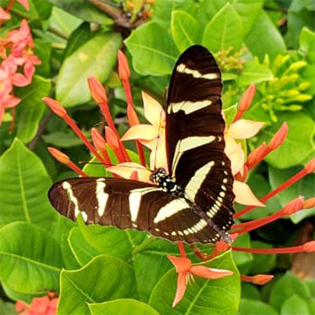 black butterfly with yellow stripes