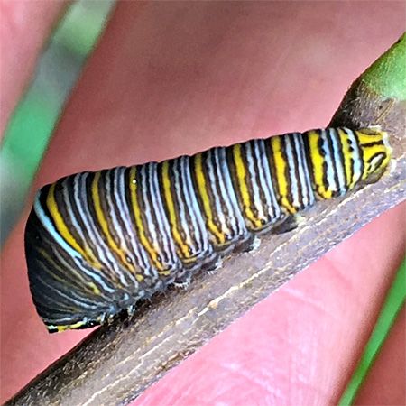 dark larva with orange and white stripes