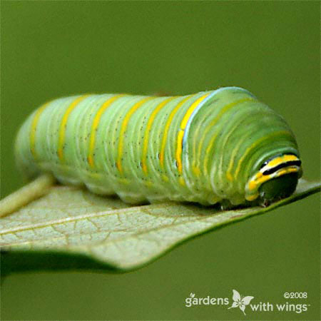 green caterpillar on leaf