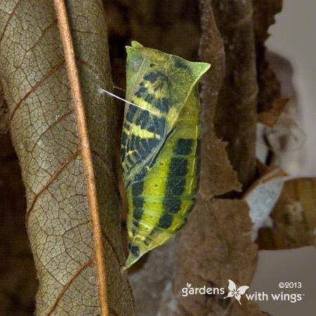 tranparent chrysalis showing the zebra swallowtail wings