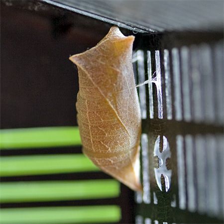 tan zebra swallowtail chrysalis