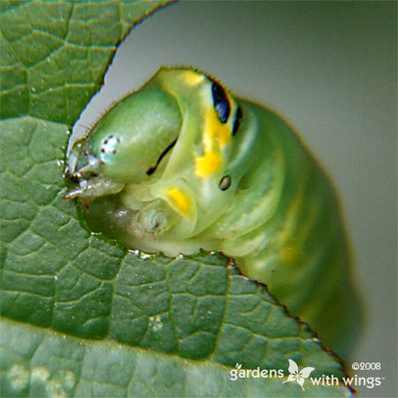zebra swallowtail caterpillar eating pawpaw leaf