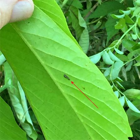 very small dark caterpillar