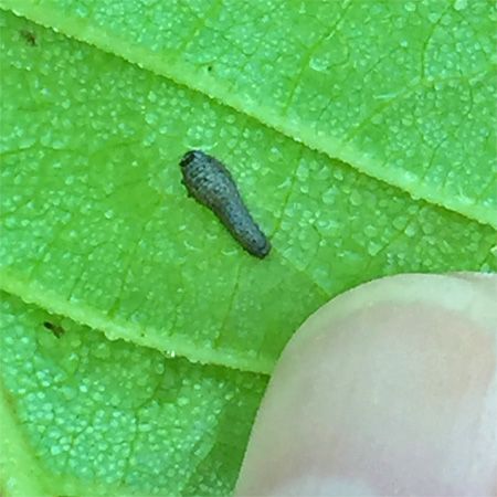small pale green caterpillar on leaf
