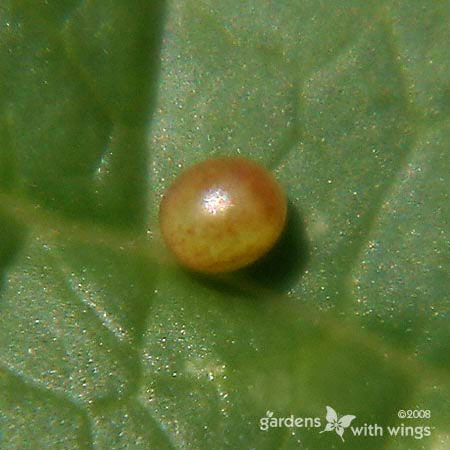 red-green round butterfly egg