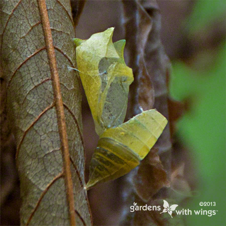 green zebra swallowtail chrysalis