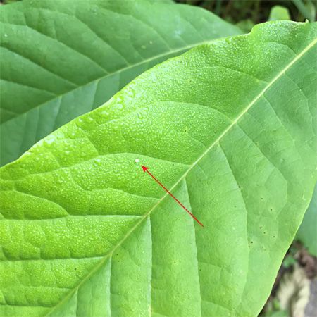 tiny pale green butterfly egg