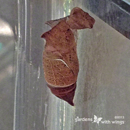 empty brown butterfly chrysalis