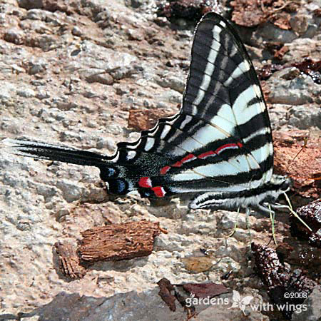 black-white stripe butterfly puddling
